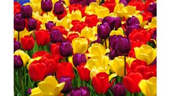 TULIP TOURS