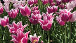 TULIP TOURS