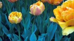Tulip Tours 