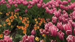 TULIP TOURS