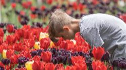 TULIP TOURS