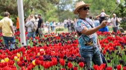 TULIP TOURS